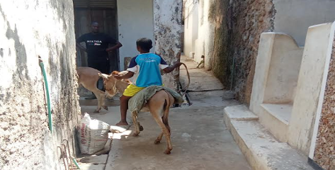 Traditional coral-stone architecture and coastal life in Lamu